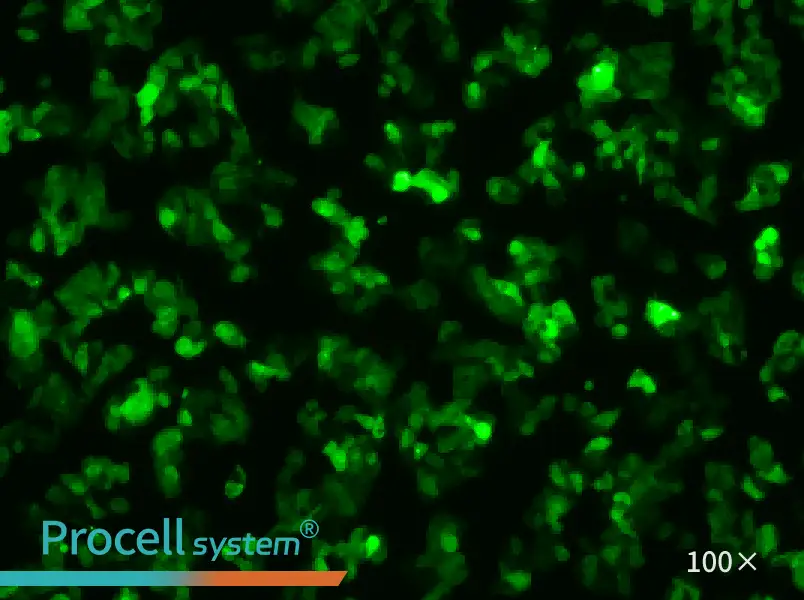 Hep G2-GFP - 1