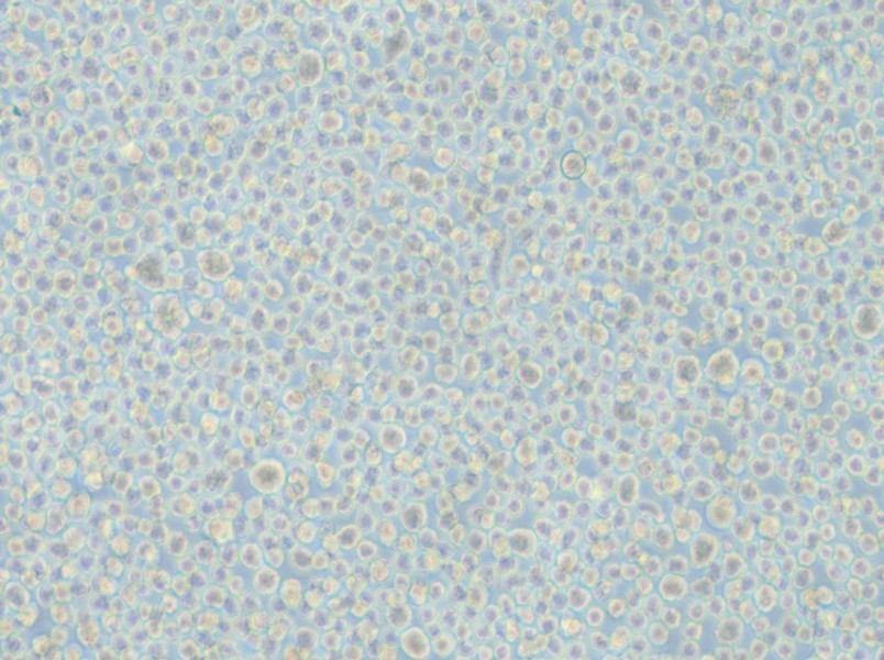 LP-1 Cell Complete Medium - 5