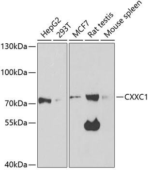 Western blot analysis of extracts of various cell lines using CXXC1 Polyclonal Antibody at 1:1000 dilution.