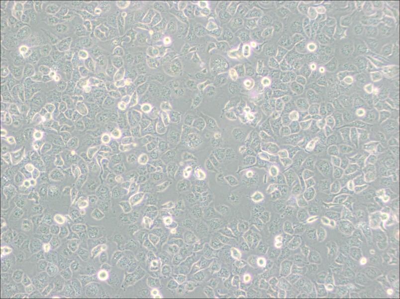 NCI-H661 Cell Complete Medium - 2