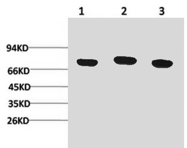 Western Blot analysis of 1) Hela, 2) Mouse brain, 3) Rat brain using HSPA8 Monoclonal Antibody at dilution of 1:2000.