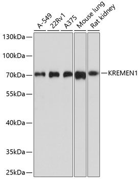 Western blot analysis of extracts of various cell lines using KREMEN1 Polyclonal Antibody at dilution of 1:1000.