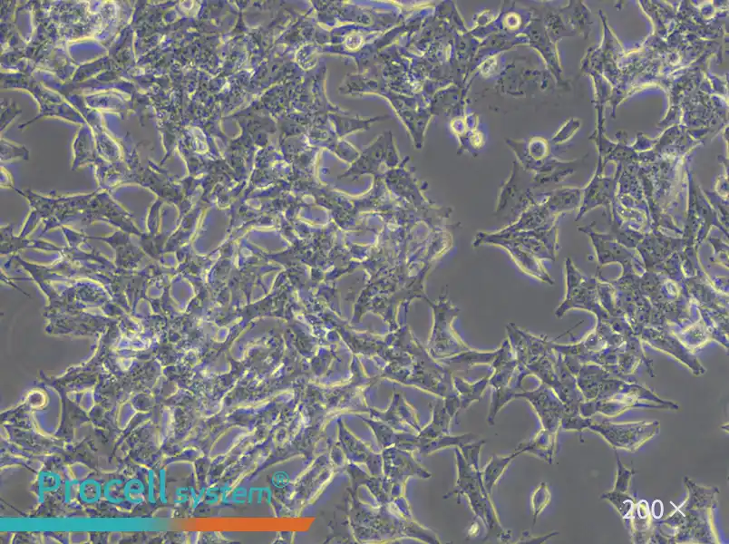 SK-N-BE(2) Cell Complete Medium - small - 5