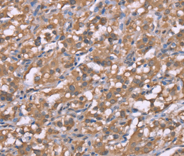 Histamine H3 Receptor Polyclonal Antibody - 2
