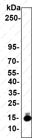 Recombinant Histone H3 (Citrulline Arg2+Arg8+Arg17) Monoclonal Antibody - 1