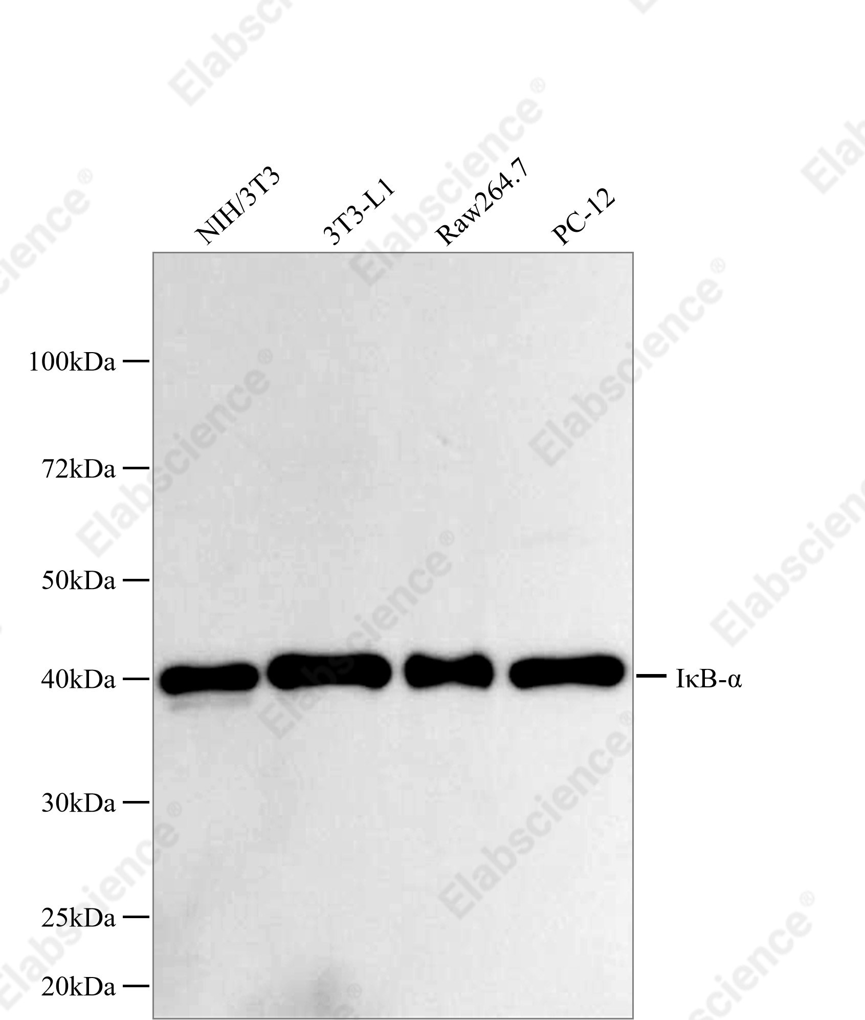 Recombinant IκB-α Monoclonal Antibody - 1