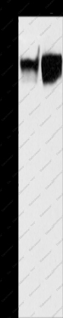 CD54 Polyclonal Antibody - 1
