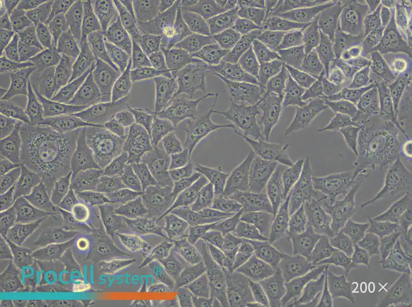 PC-3M Cell Complete Medium - small - 4