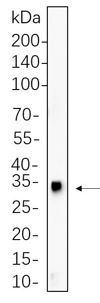 Recombinant HES1 Monoclonal Antibody-searchlist-1