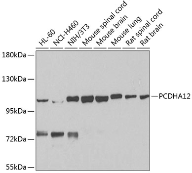 Western blot analysis of extracts of various cell lines using PCDHA12 Polyclonal Antibody at 1:1000 dilution.