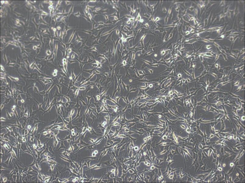 U-87 MG-LUC Cell Complete MediumU-87 MG-LUC Cell Complete Medium - 2