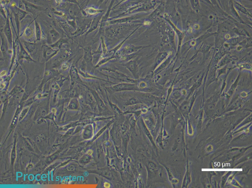 Mouse Brown Adipose-Derived Stem Cell Complete Medium - 4