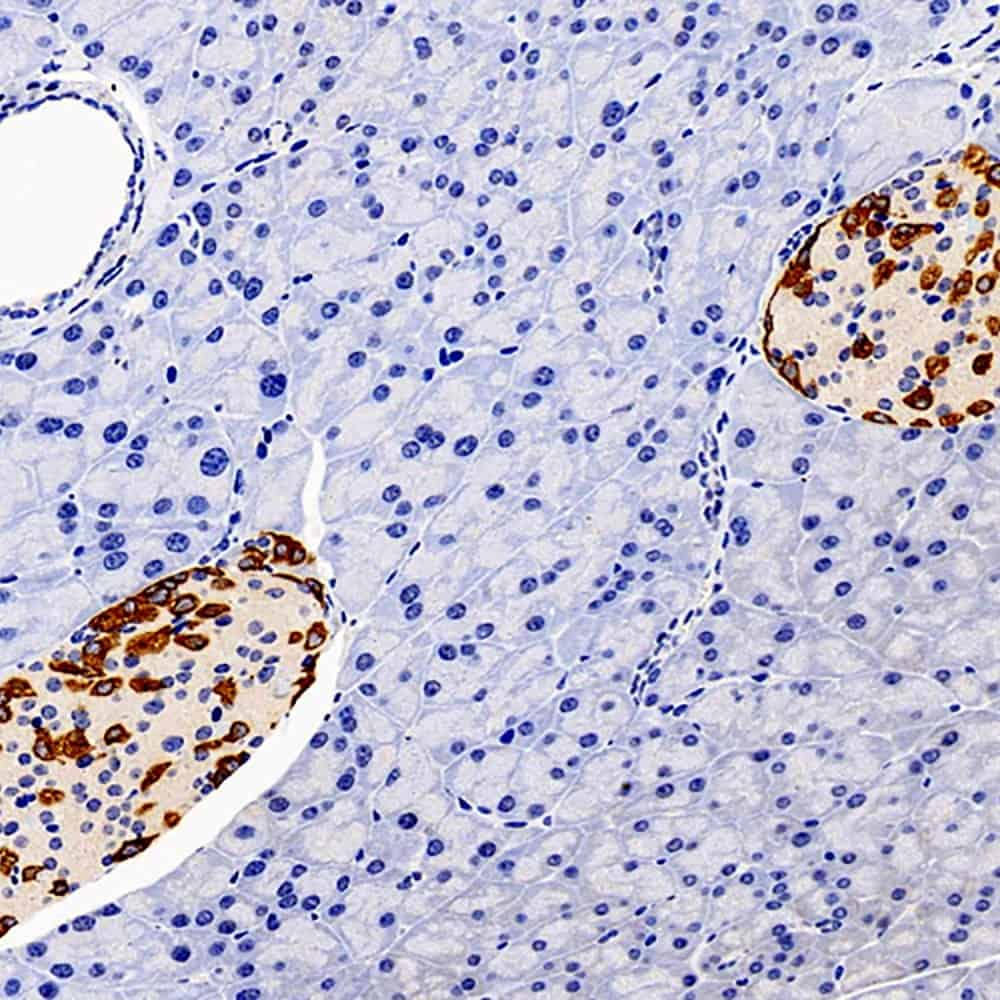 Immunohistochemistry analysis of paraffin-embedded mouse pancreas  using GCG Polyclonal Antibody at dilution of 1:300.