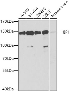 Western blot analysis of extracts of various cell lines using HIP1 Polyclonal Antibody at 1:1000 dilution.