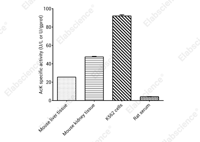 Acetate Kinase (AcK) Activity Colorimetric Assay Kit - 1