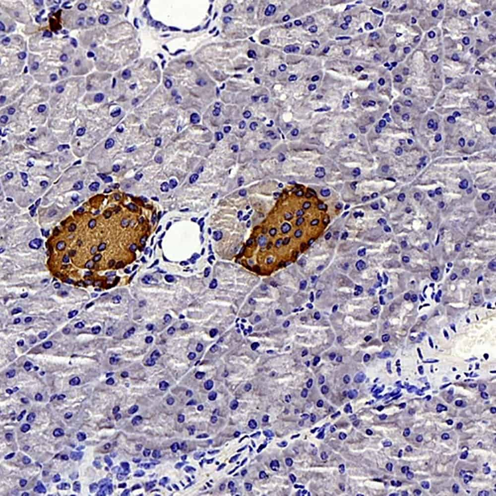 Immunohistochemistry analysis of paraffin-embedded mouse pancreas  using Insulin Polyclonal Antibody at dilution of 1:300.