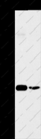 OTUB1 Polyclonal Antibody - 1