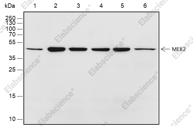 Recombinant MEK2 Monoclonal Antibody - 1