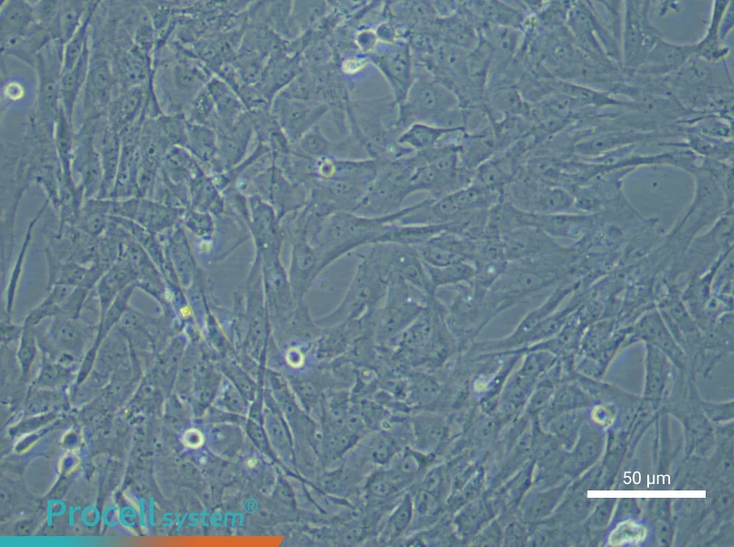 Rat Adipose-derived Mesenchymal Stem Cell Complete Medium - small - 4