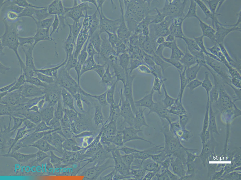 Mouse Aortic Smooth Muscle Cells (Primary cell immortalization)Mouse Aortic Smooth Muscle Cells (Primary cell immortalization) - 6