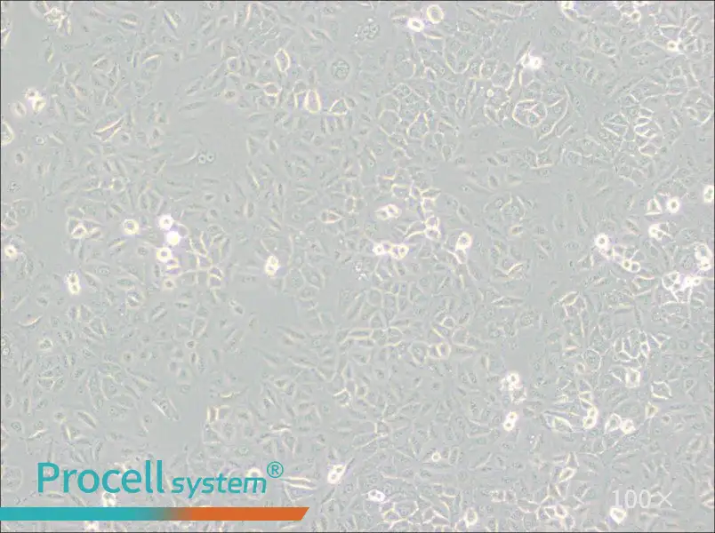 A549 [A-549] Cell Complete Medium - 1