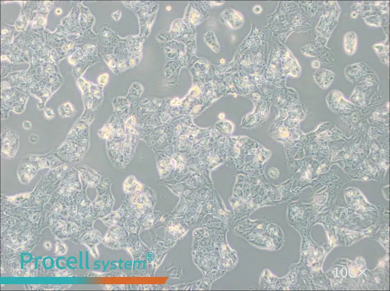 MDA-MB-175VII (DMEM) Cell Complete MediumMDA-MB-175VII (DMEM) Cell Complete Medium - 2