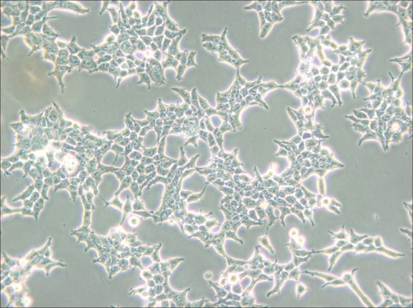 293T/17 Cell Complete Medium - small - 6