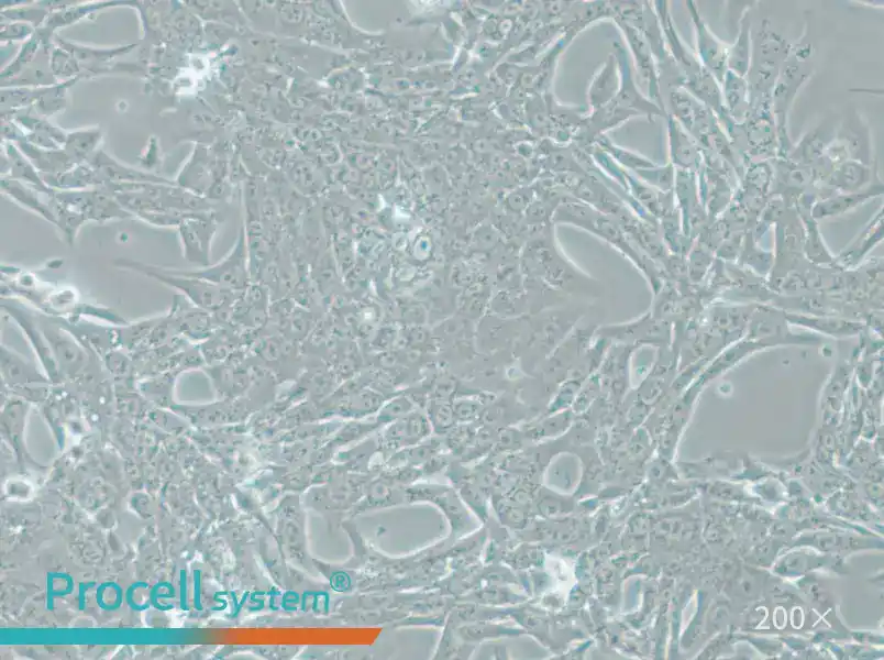 Renca-LUC Cell Complete Medium - 6