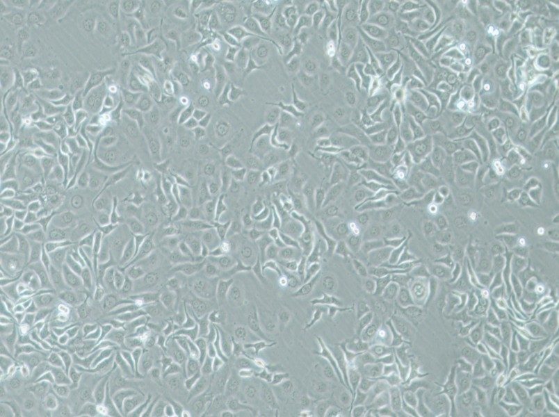 HCC1143 Cell Complete Medium - 2