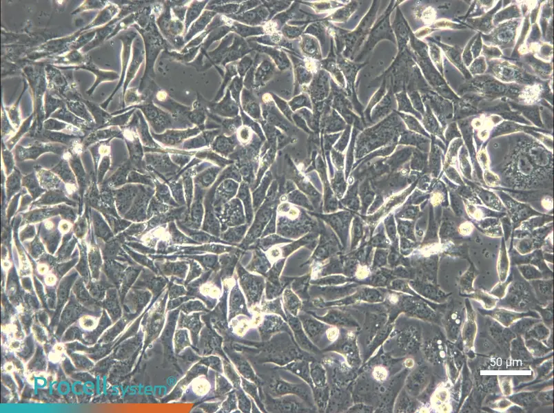 NCI-H596 - 6