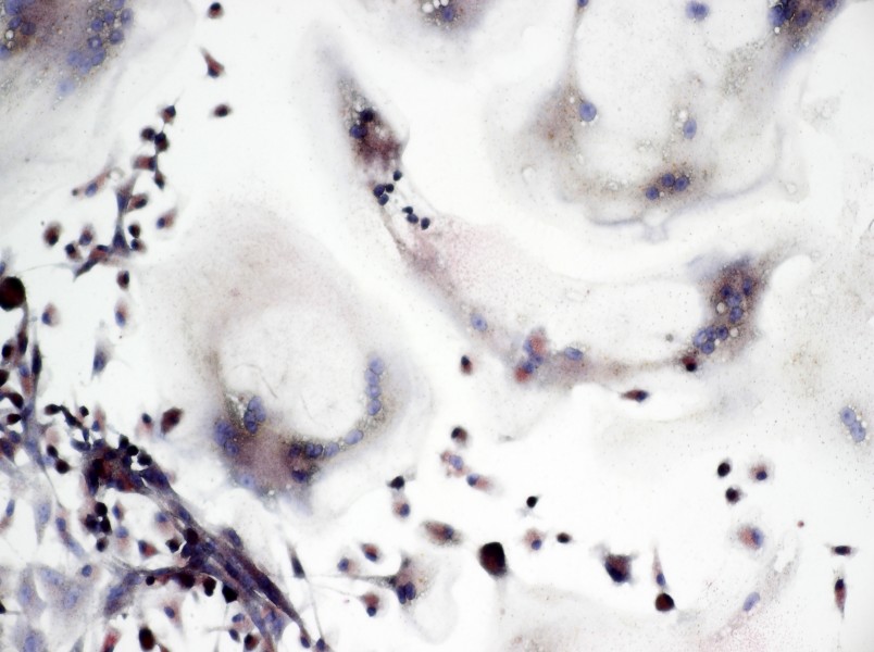 Rat Osteoclast Cell Complete Medium - 2