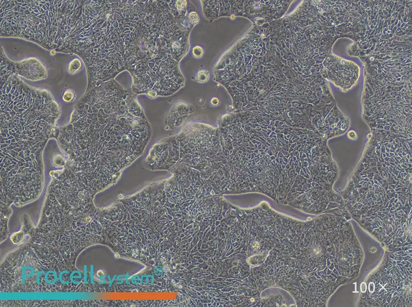 SW1116 (DMEM) Cell Complete Medium - 1