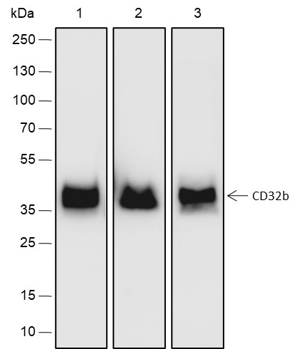 Recombinant CD32B Monoclonal Antibody-searchlist-1