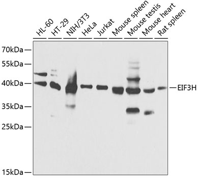 Western blot analysis of extracts of various cell lines using EIF3H Polyclonal Antibody at 1:1000 dilution.