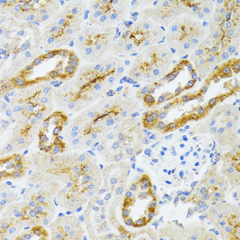 Immunohistochemistry of paraffin-embedded Rat kidney using AIFM3 Polyclonal Antibody at dilution of 1:100 (40x lens).