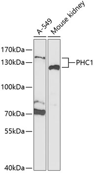 Western blot analysis of extracts of various cell lines using PHC1 Polyclonal Antibody at 1:1000 dilution.