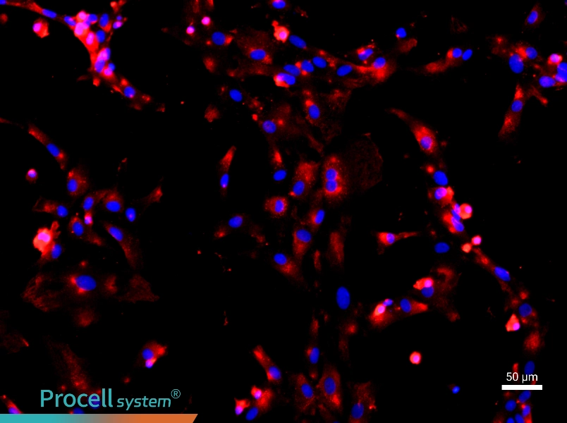 Rat Type II Alveolar Epithelial Cell Complete MediumRat Type II Alveolar Epithelial Cell Complete Medium - 2