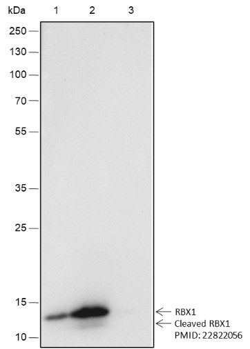 Recombinant RBX1 Monoclonal Antibody - small - 7
