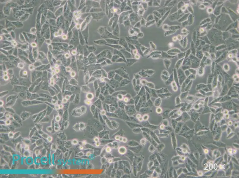 CHO Cell Complete Medium - small - 4