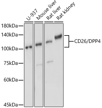 Western blot analysis of extracts of various cell lines using CD26/DPP4 Polyclonal Antibody at 1:500 dilution.