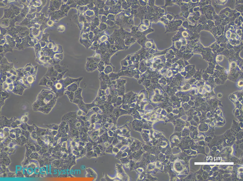 Beta-TC-6 Cell Complete Medium - small - 6