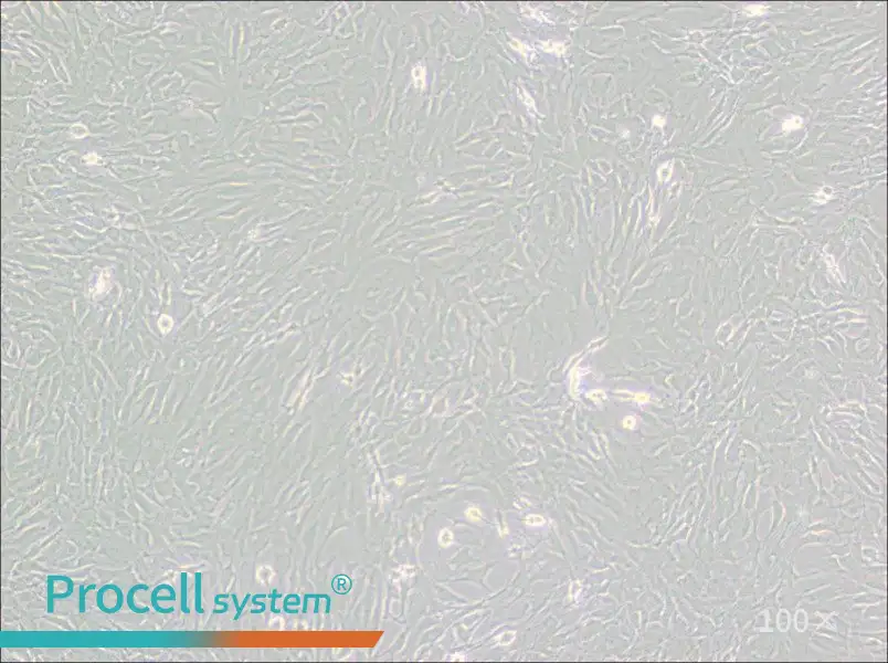 GC-2spd(ts) Cell Complete Medium - 2