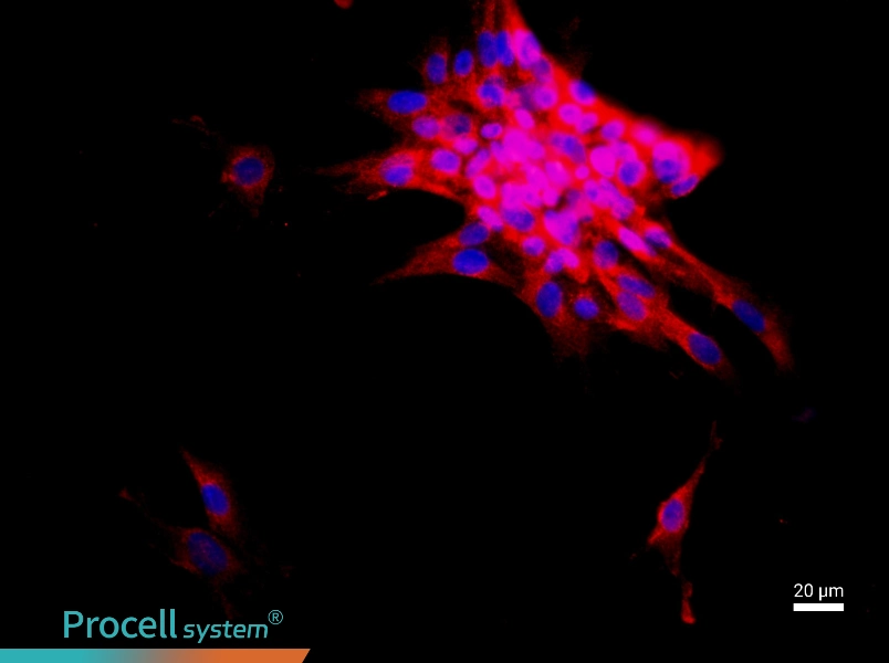 Mouse Intrahepatic Bile Duct Epithelial Cell Complete Medium - 2