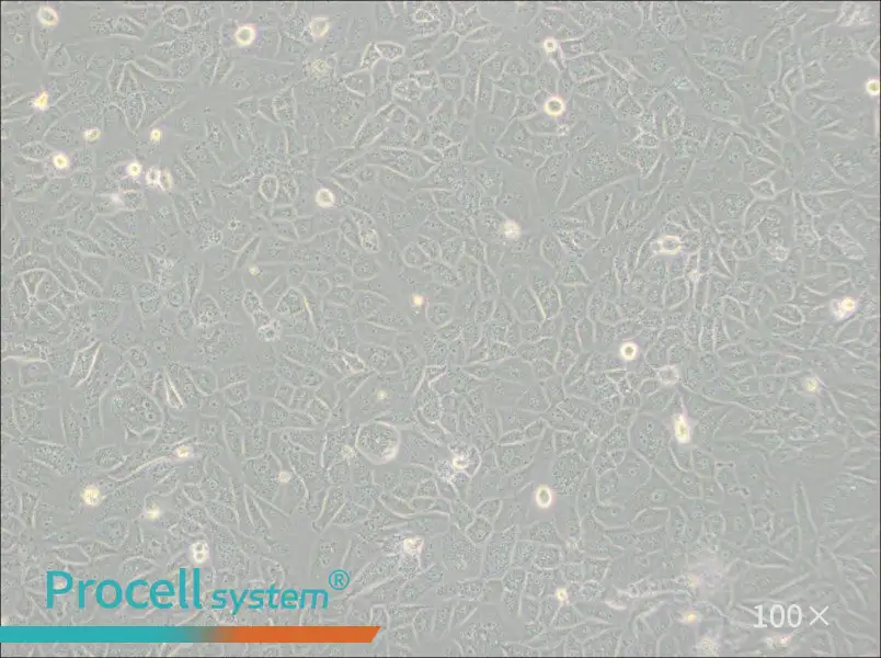 SK-LU-1 Cell Complete Medium - 2