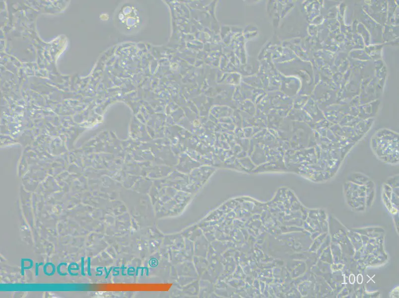 A-704 Cell Complete Medium - 2