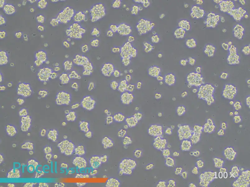 AR42J Cell Complete Medium - 3