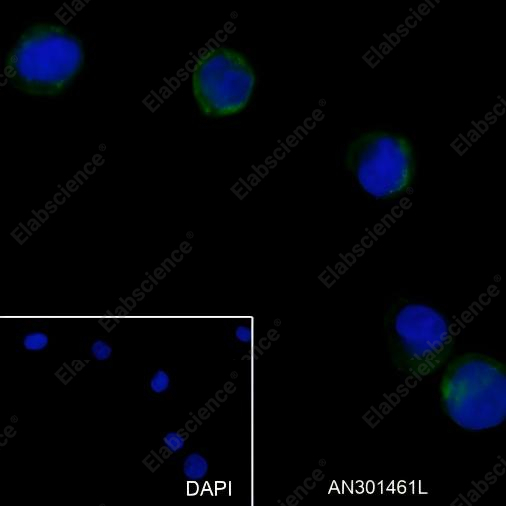 Recombinant CD13 Monoclonal Antibody - 6