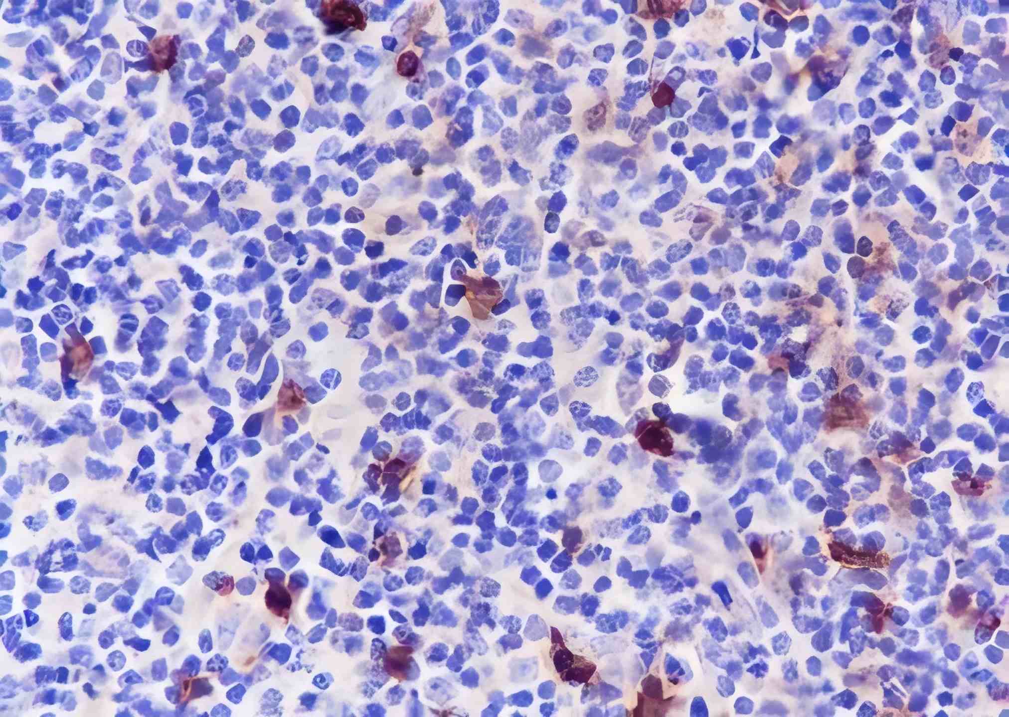 Recombinant CD134/OX40 Monoclonal Antibody - small - 2
