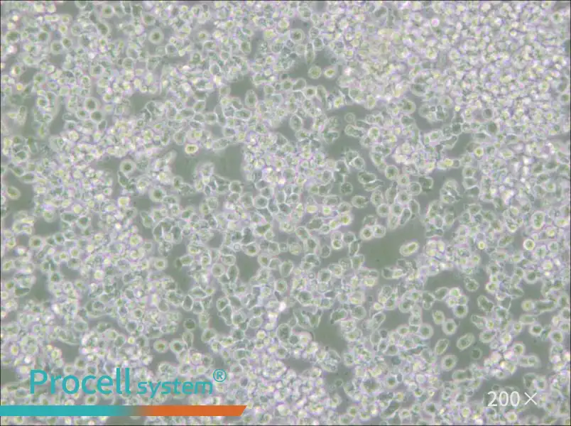 HMy2.CIR Cell Complete Medium - small - 4