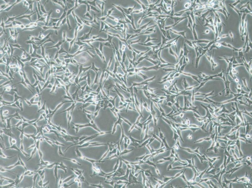 WM115 Cell Complete Medium - 2